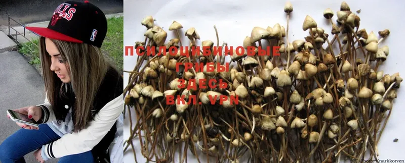 Псилоцибиновые грибы Psilocybe  кракен как зайти  Вельск 